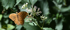 Argynnis
