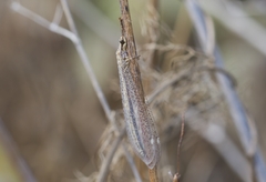 Macronemurus appendiculatus