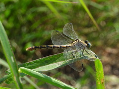 Onychogomphus