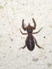 Gluvia dorsalis