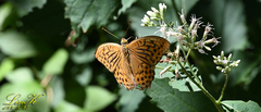 Argynnis