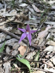 Caladenia latifolia