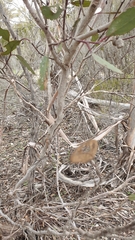 Eucalyptus incrassata