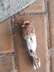 Emberiza