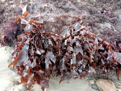 Pachymenia dichotoma