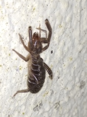 Gluvia dorsalis