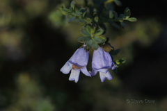Eremophila weldii
