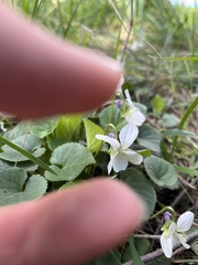 Viola