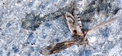 Agrius convolvuli