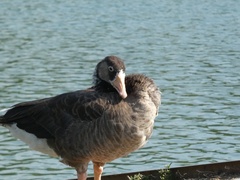Anser anser × Branta canadensis