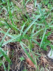 Cyperus