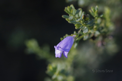 Eremophila weldii