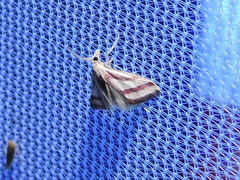 Microtheoris vibicalis