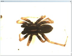 Pardosa palustris