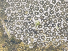 Fejervarya limnocharis