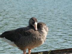 Anser anser × Branta canadensis
