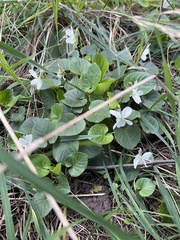 Viola