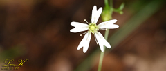 Silene seoulensis