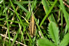 Chorthippus dorsatus