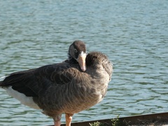Anser anser × Branta canadensis
