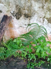 Pteris vittata