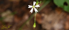 Silene seoulensis