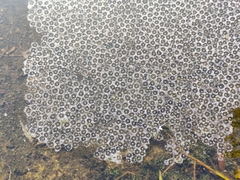 Fejervarya limnocharis