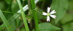 Silene seoulensis