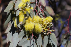 Eucalyptus woodwardii