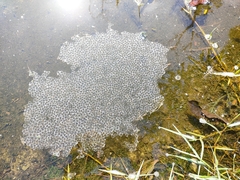 Fejervarya limnocharis