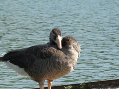 Anser anser × Branta canadensis
