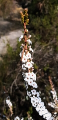 Epacris microphylla