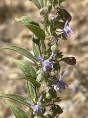 Trichostema lanceolatum