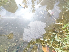 Fejervarya limnocharis