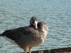 Anser anser × Branta canadensis