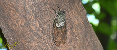 Hyalessa maculaticollis