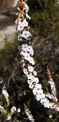 Epacris microphylla