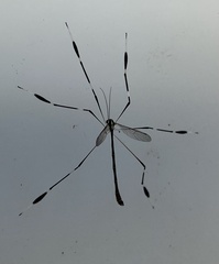 Bittacomorpha clavipes