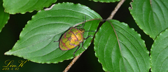 Poecilocoris lewisi