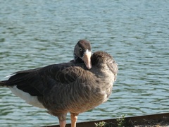Anser anser × Branta canadensis