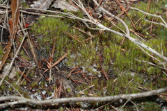 Campylopus introflexus