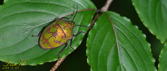 Poecilocoris lewisi