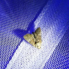 Mesoligia furuncula