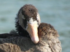 Anser anser × Branta canadensis