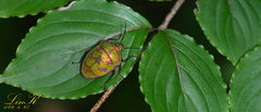 Poecilocoris lewisi