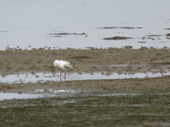 Chroicocephalus novaehollandiae