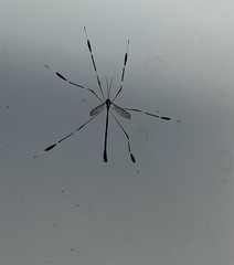 Bittacomorpha clavipes