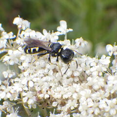 Ectemnius