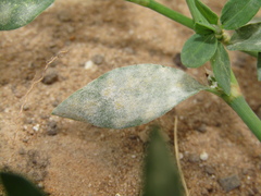 Erysiphaceae