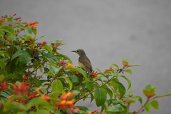 Anthreptes malacensis